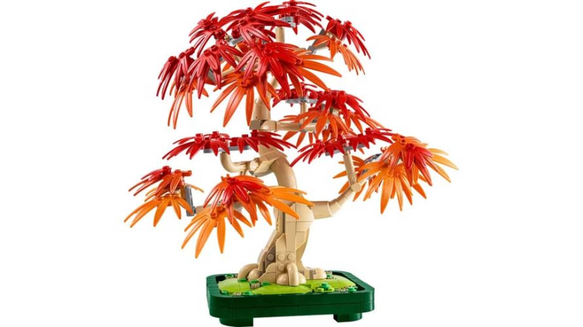 شتر japanese-red-maple-bonsai-tree