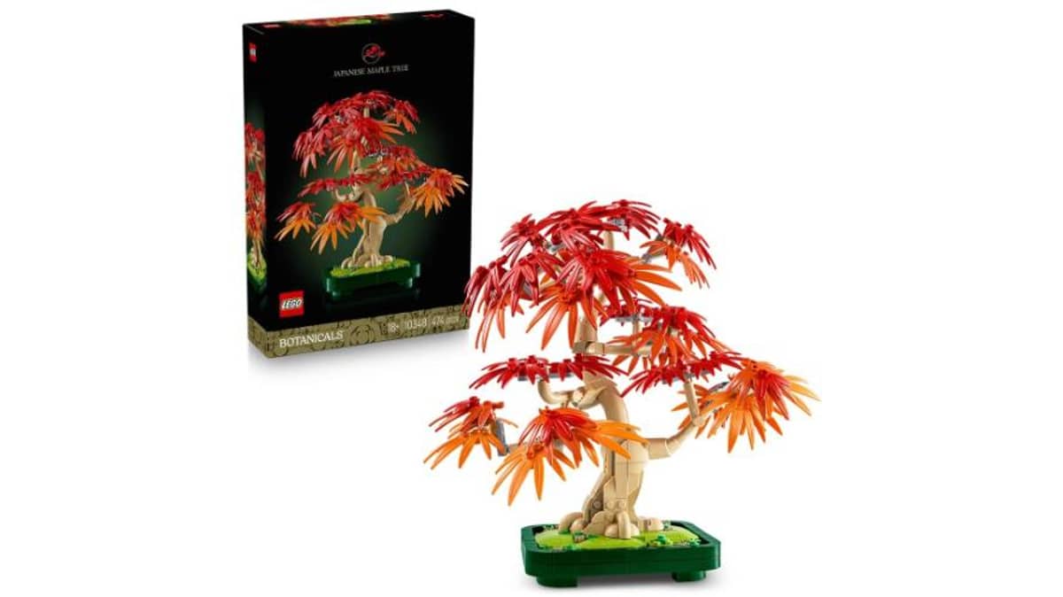 شتر japanese-red-maple-bonsai-tree