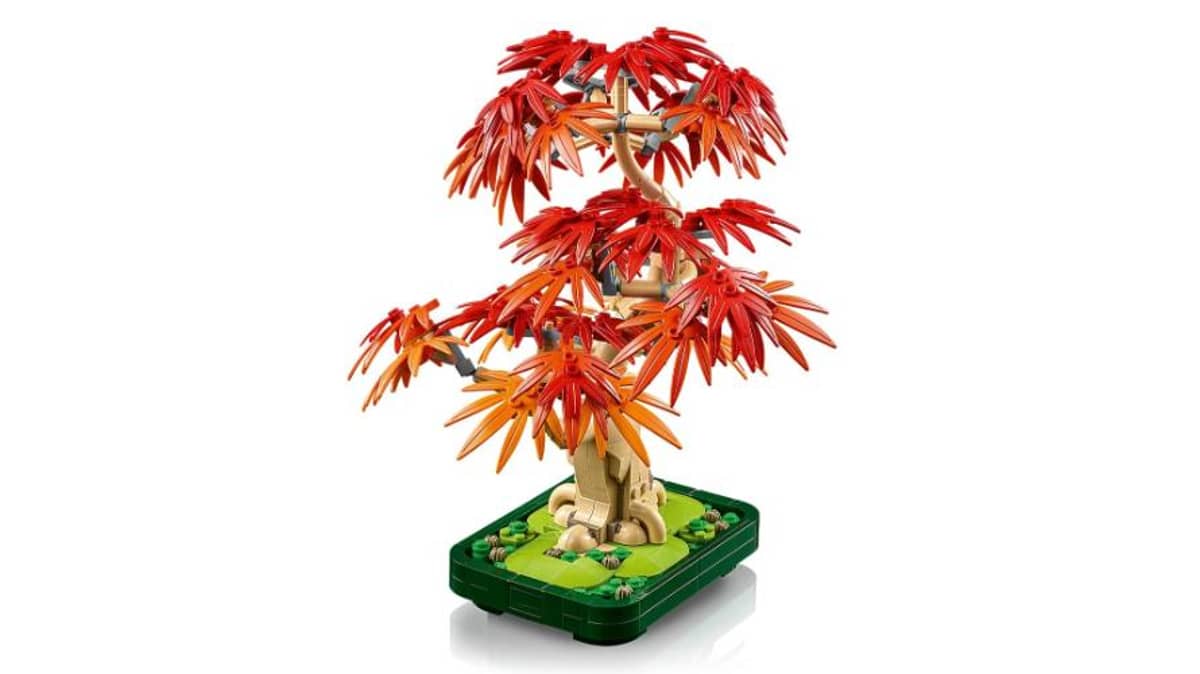 شتر japanese-red-maple-bonsai-tree