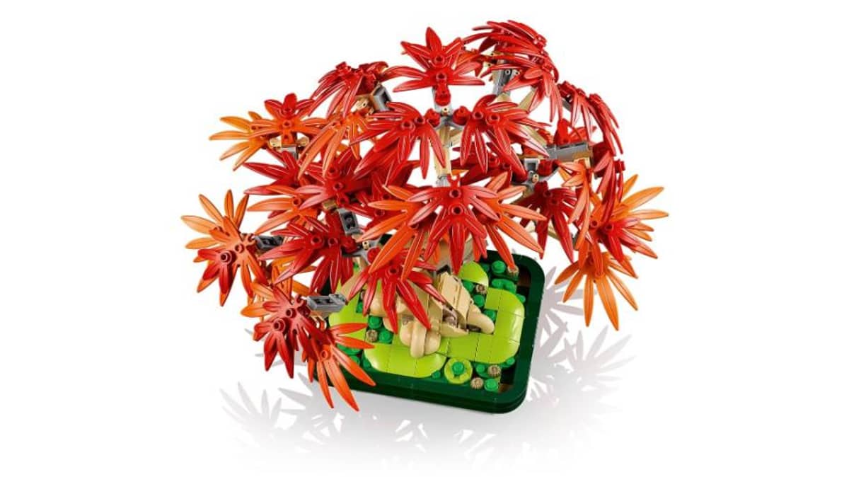 شتر japanese-red-maple-bonsai-tree
