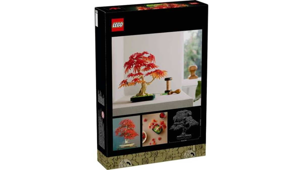 شتر japanese-red-maple-bonsai-tree