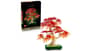 شتر japanese-red-maple-bonsai-tree