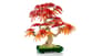 شتر japanese-red-maple-bonsai-tree