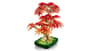 شتر japanese-red-maple-bonsai-tree