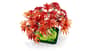 شتر japanese-red-maple-bonsai-tree